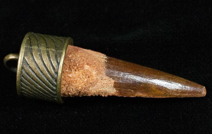 Real Spinosaurus Tooth Pendant - Dinosaur Tooth #11692